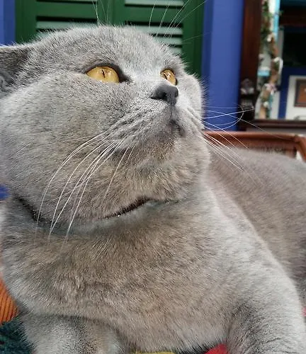 Cemil Ipekci Ubytování v soukromí