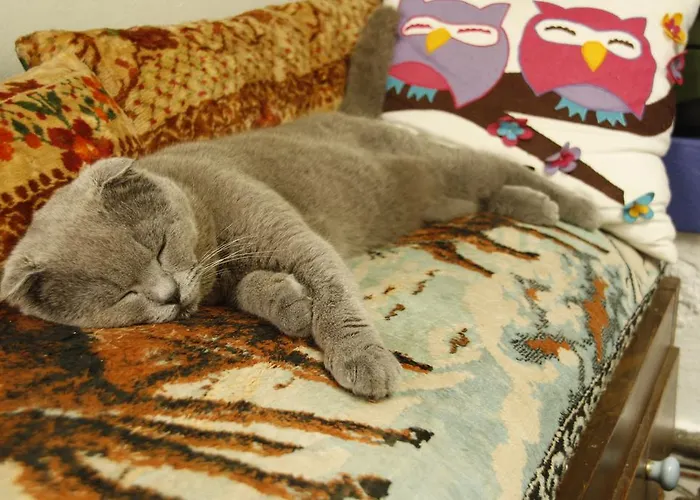 홈스테이 Cemil Ipekci